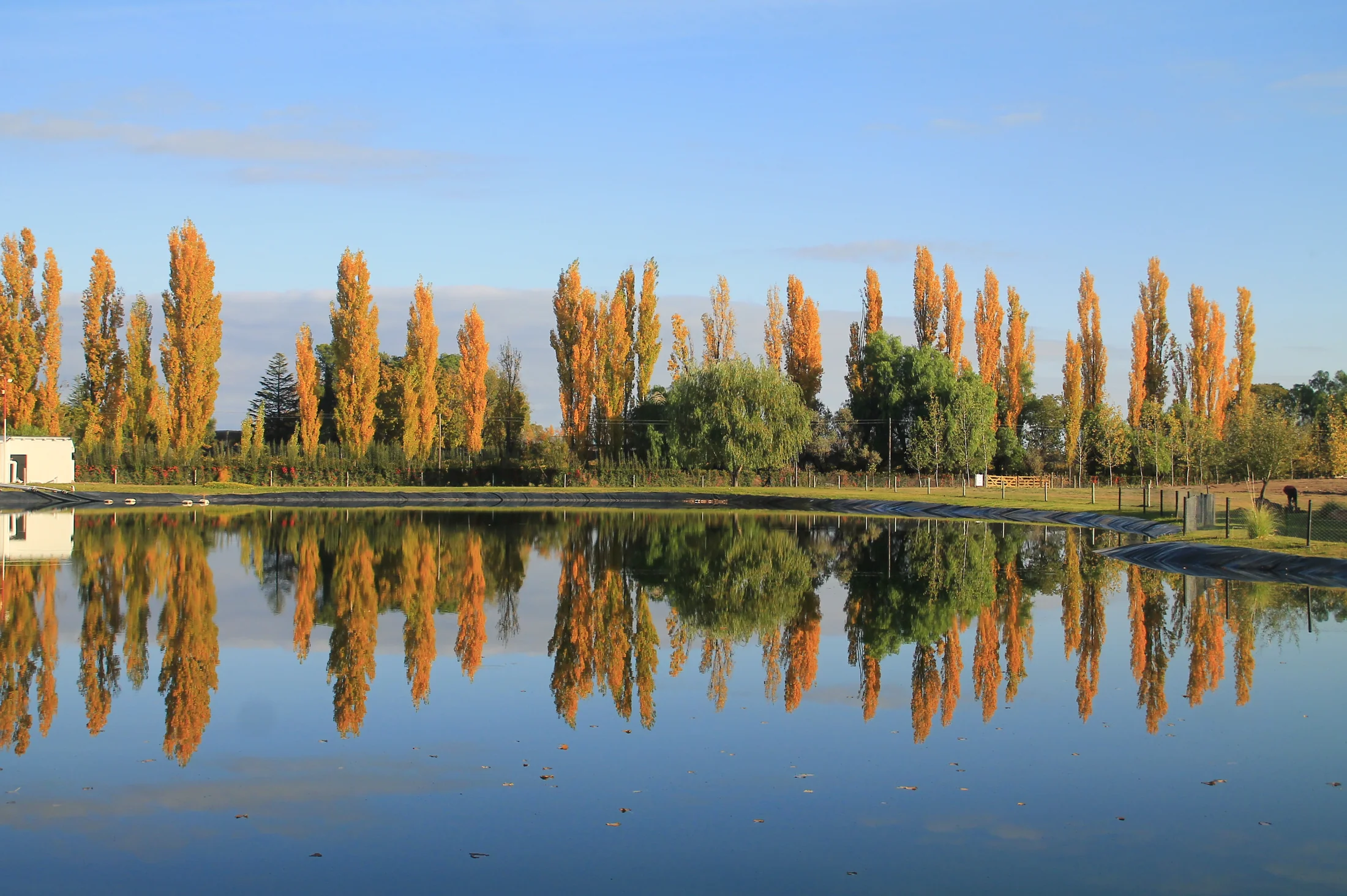 Hilera de álamos reflejados en un espejo de agua en calma