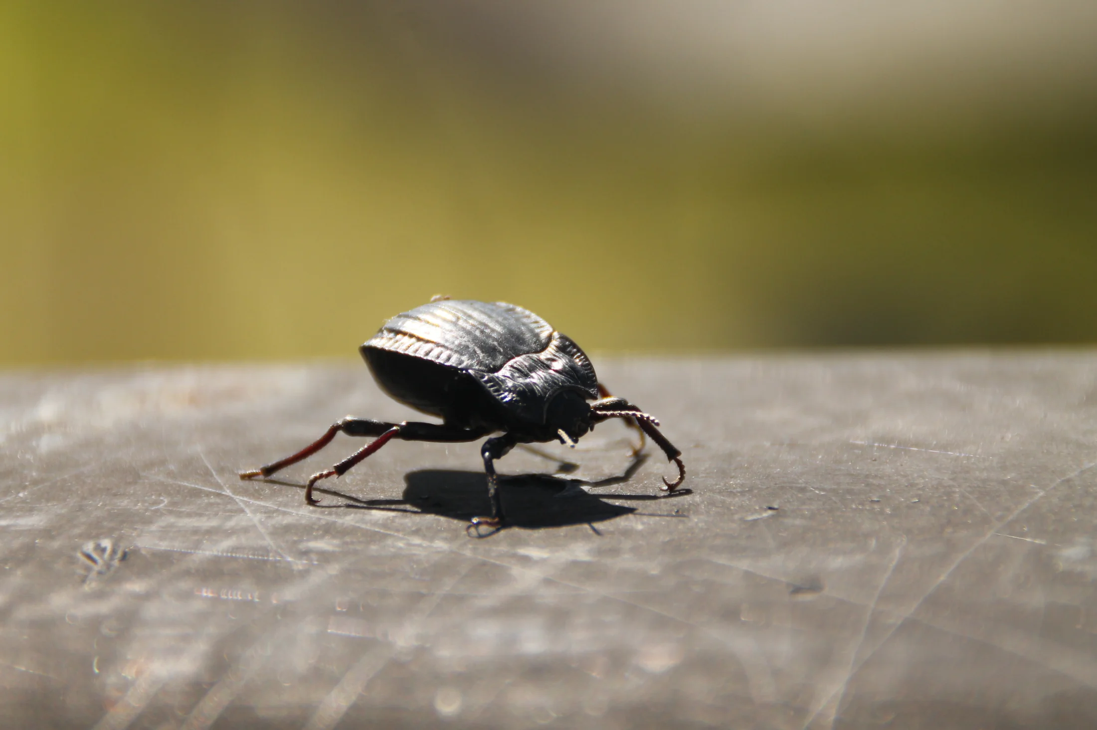Escarabajo oscuro caminando sobre una superficie de piedra clara