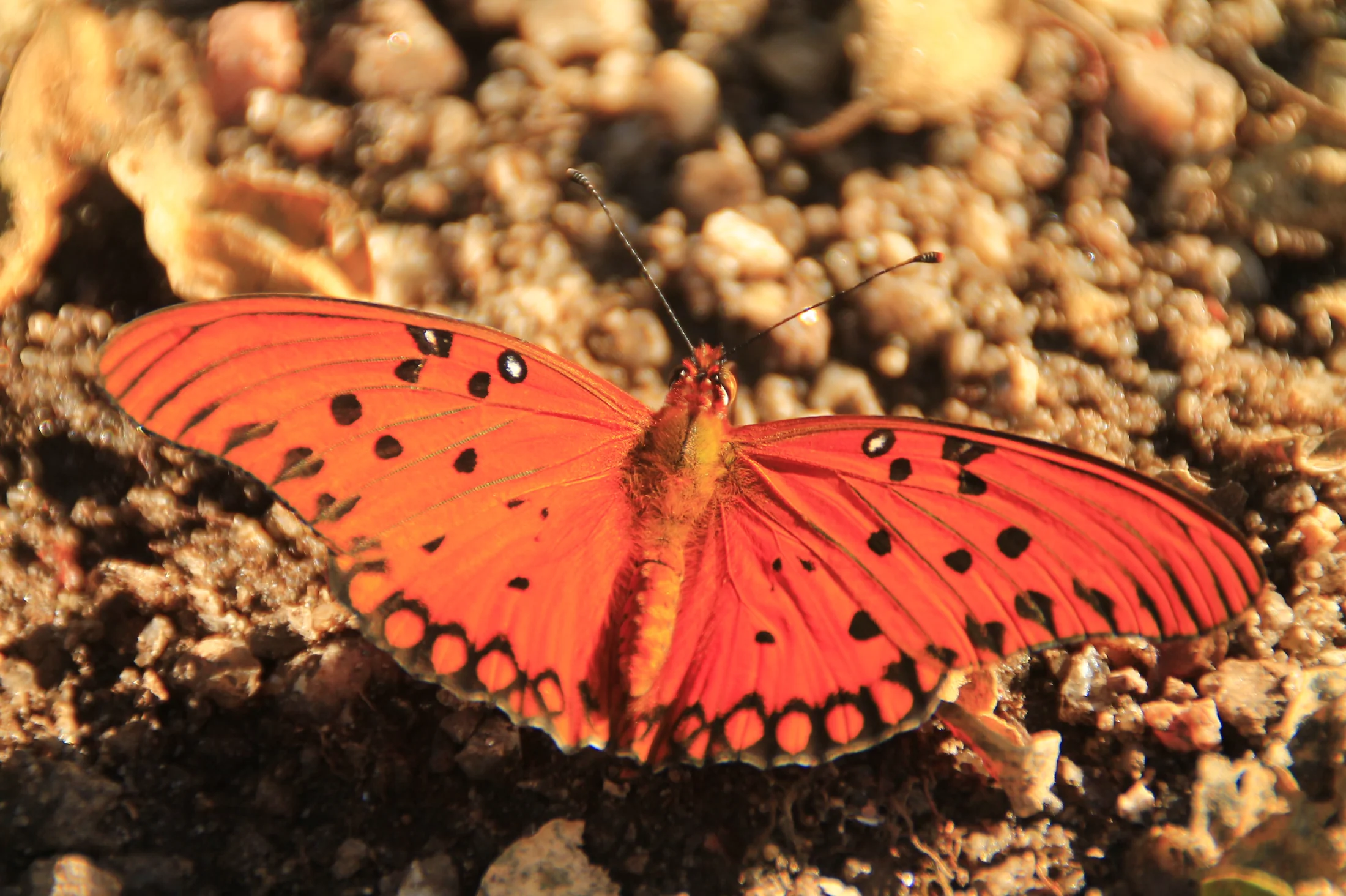 Mariposa anaranjada con las alas abiertas sobre tierra y piedras