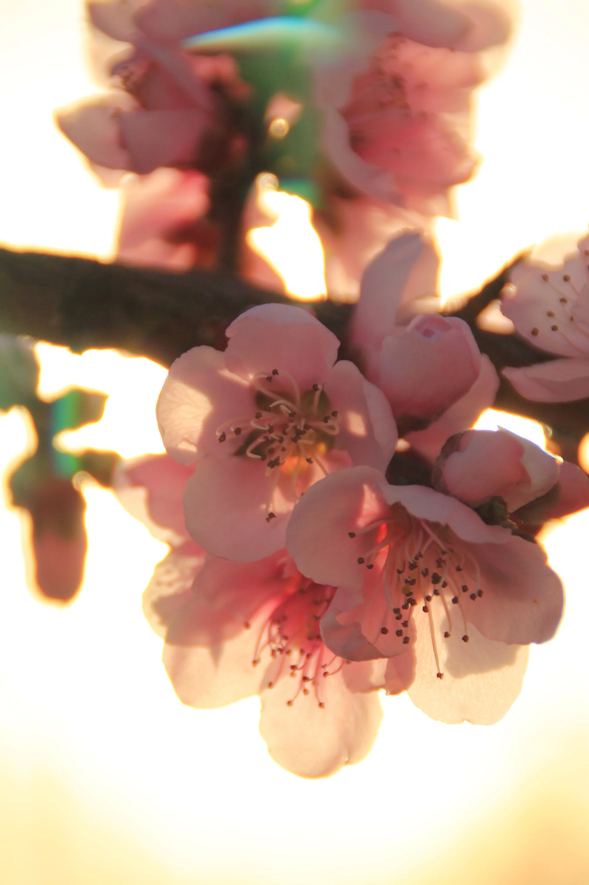 Flores de durazno a contraluz, iluminadas por el sol bajo