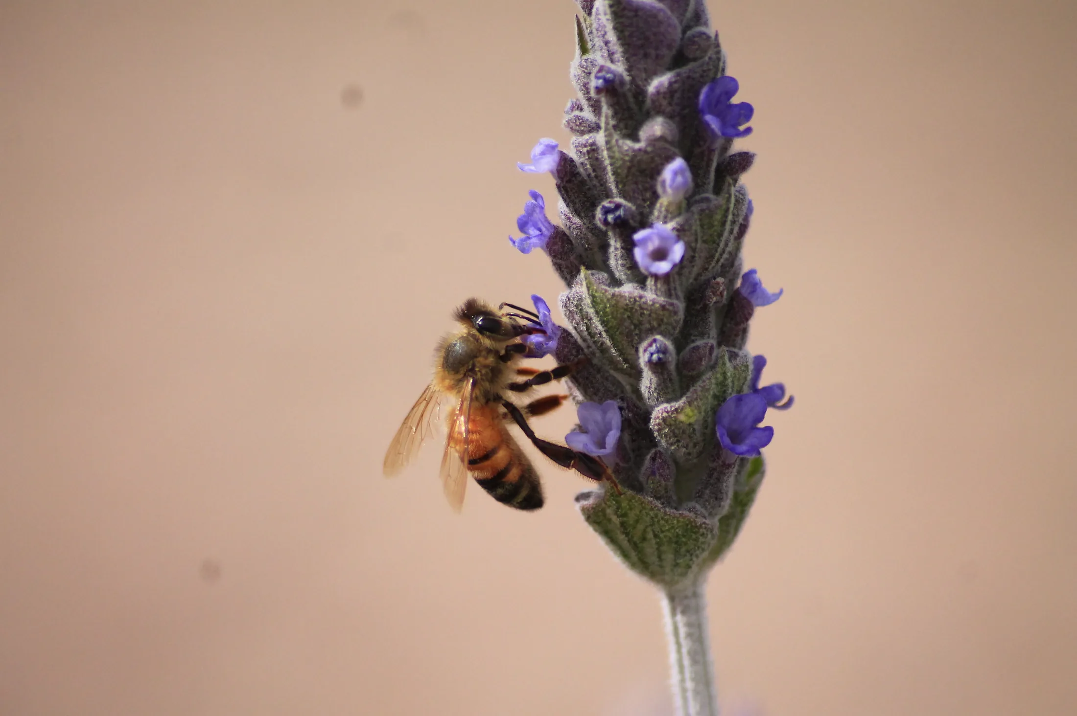Espiga de lavanda sobre fondo neutro cálido